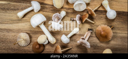 Breite Bild unterschiedlicher Art von weißen und braunen kleinen Pilze, frische Pilze aus dem Garten. Auf einer hölzernen Schneidebrett ausbreiten. Ansicht von oben. Herbst t Stockfoto