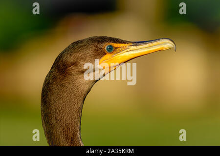 Double-Crested Cormorant - Phalacrocorax auritus - lebendige Detail close-up Profil von Kopf, Schnabel und Augen Stockfoto