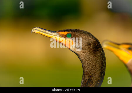 Double-Crested Cormorant - Phalacrocorax auritus - lebendige Detail close-up Profil von Kopf, Schnabel und Augen Stockfoto