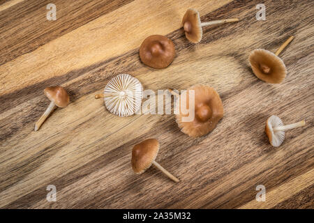 Kleine braune essbare Pilze auf Holz Schneidebrett, kleine frische Pilze aus dem Garten. Marasmius oreades. Stockfoto