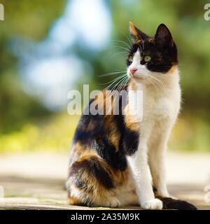 Tricolor kitty liegt auf dem Steinboden im Herbst Garten, Haustiere Entspannen im Freien, Maneki Neko cat Stockfoto