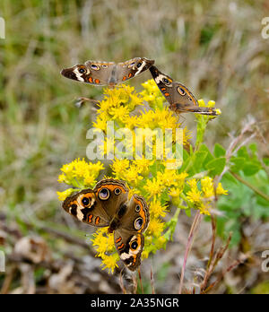 Drei wunderschöne gemeinsame Roßkastanie Schmetterlinge Fütterung mit gelben Blumen. Stockfoto