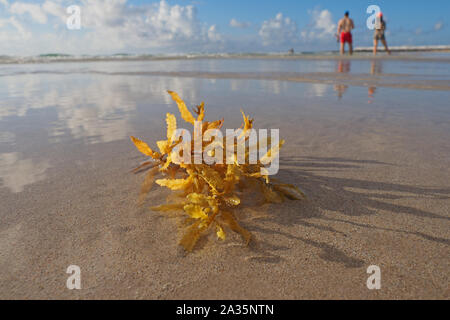 Angeschwemmte Seegras am Strand in Miami Beach, Florida. Stockfoto