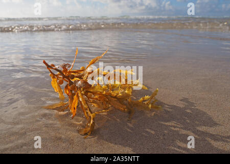 Angeschwemmte Seegras am Strand in Miami Beach, Florida. Stockfoto