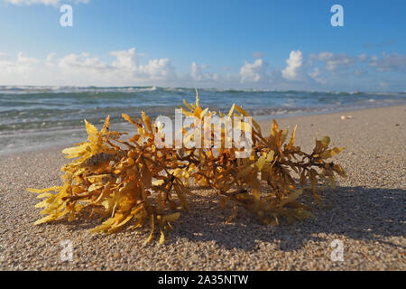 Angeschwemmte Seegras am Strand in Miami Beach, Florida. Stockfoto