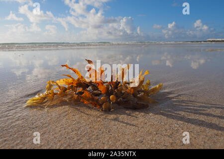 Angeschwemmte Seegras am Strand in Miami Beach, Florida. Stockfoto