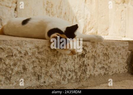 Katze schläft auf dem alten Schritte auf dem Tempelberg in Jerusalem Israel, dass Herodes dem Großen erbaut Stockfoto