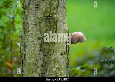 Einen einzigen Pilz wächst auf eine Birke auf der Rinde Stockfoto