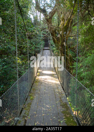 McKenzie River Rainforest Walk Hängebrücke zwischen der üppigen Vegetation Stockfoto