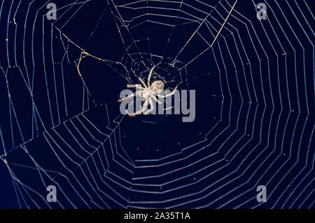 Kleine Spinne schließen oben mit rund weiß Spiderweb net. Stockfoto