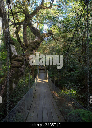 McKenzie River Rainforest Walk Hängebrücke zwischen der üppigen Vegetation Stockfoto