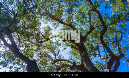 Blick nach oben durch die Äste eines verdrehen Eukalyptusbaum in San Diego, Kalifornien. Stockfoto