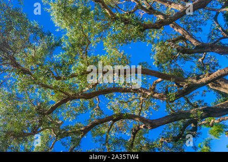 Linien der parallelen Zweige bilden abstrakte Muster in den blauen Himmel. Stockfoto