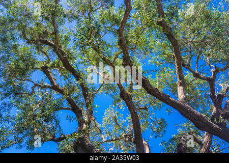 Braun eukalyptus Äste bis in den blauen Himmel in San Diego, Kalifornien. Stockfoto