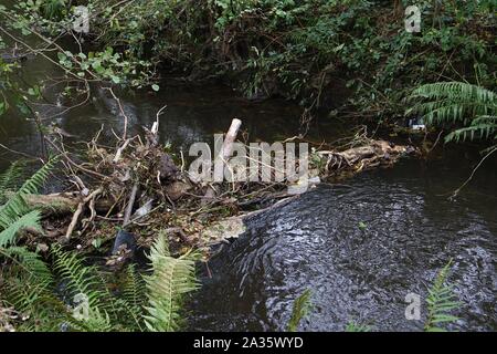 Anmelden - Stau im Fluss von Holz, Zweige und Rückstände nach einer langen Zeit der heftigen Regenfällen mit Farnen und wachsendes Gras am Flussufer in Yorkshire, England Stockfoto