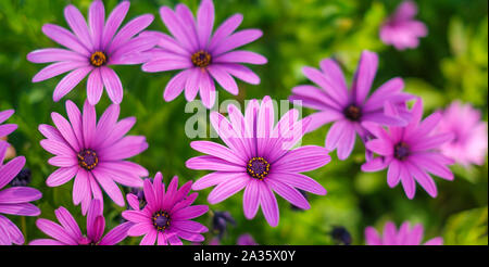 Rosa Blumen - kapkörbchen Osteospermum im Garten- Stockfoto