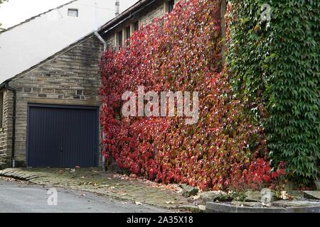 Virginia Creeper vorne an der Hauswand und wechselt die Farbe von Grün auf Rot in den Herbst oder Fallen colores in Yorkshire, England 08/10/2019 Stockfoto