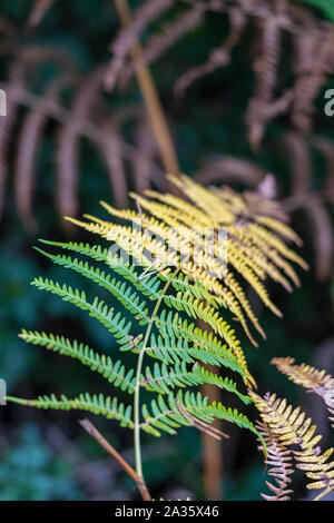Ein Farn Blatt in Wäldern und wechselt die Farbe von Grün im Herbst gelb zu. Stockfoto