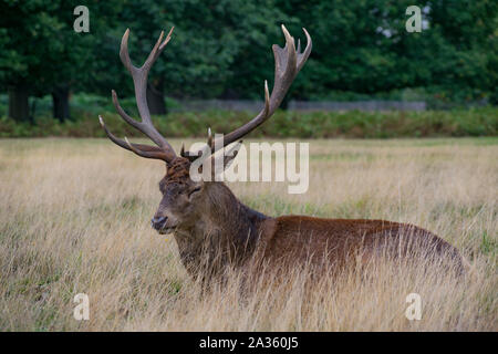 Roter Hirsch Reh im hohen Gras im Richmond Park, Richmond Upon Thames, London, England sitzen Stockfoto