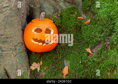 Kürbis mit Ausschnitt furchtsames Gesicht in den Wald für hlloween Stockfoto