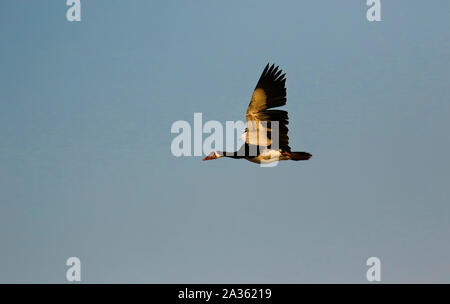 Sporn - winged Gans, (Plectropterus gambensis), Busanga Plains. Kafue National Park. Sambia Stockfoto