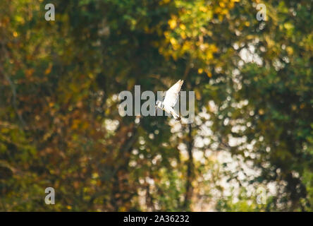 Pied Kingfisher (Ceryle rudis). Kafue National Park. Sambia Stockfoto