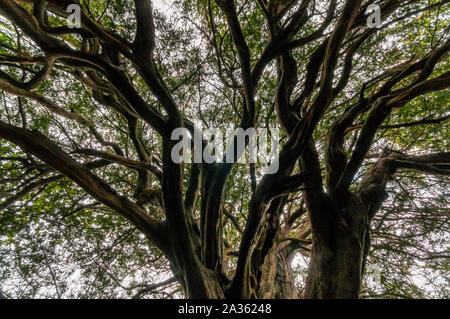 Twisted Ästen eines alten Eibe in Kingley Vale National Nature Reserve in West Sussex. Stockfoto