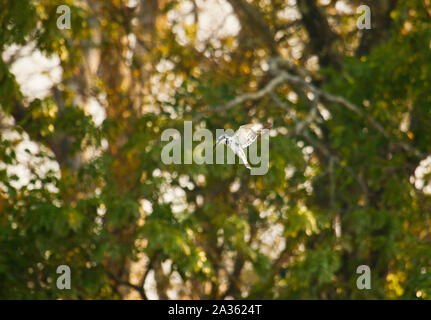 Pied Kingfisher (Ceryle rudis). Kafue National Park. Sambia Stockfoto