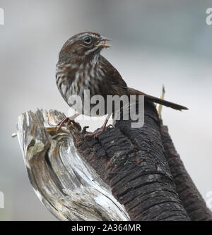 Ein Singsperling (Melospiza melodia) singt von einem zerbrochenen Baumstumpf. Quadra Island. British Columbia, Kanada. Stockfoto