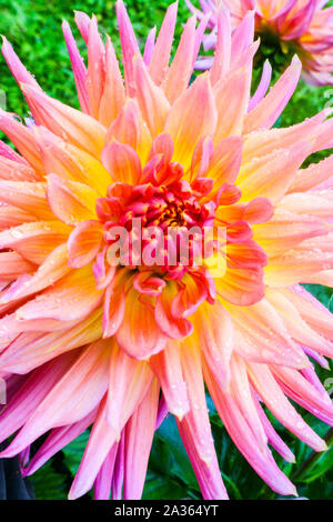 Dahlia Kaktusblume 'Skipley Grande', Dahlien Stockfoto