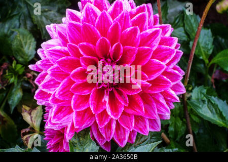 Dahlia „Canby Centennial“, Dahlien Stockfoto