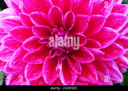 Dahlia „Canby Centennial“, Dahlien Stockfoto