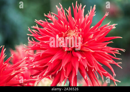 Dahlia 'Show N Tell', Dahlias Dahlia Kaktus Stockfoto