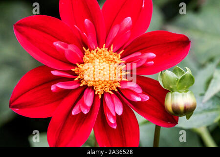 Rote Dahlia 'Don Hill', Dahlien einzelne Blume Stockfoto