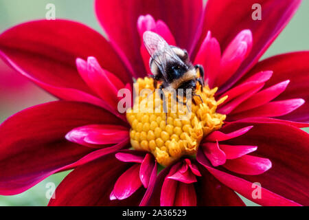 Rote Dahlia 'Don Hill', Dahlia Hummel auf einer einzigen Blume aus nächster Nähe, Hummel sammelt Nektar, füttert Stockfoto
