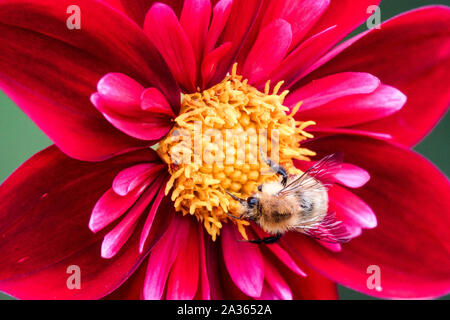 Dahlia 'Don Hill', Einzelblume mit Hummel Stockfoto