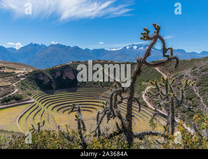 Heilige Tal, Peru - 21.05.2019: Die große Inca konzentrischen Landwirtschaft ring Terrassen von Moray, Peru. Stockfoto