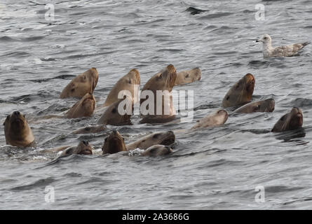 Neugierig Steller Seelöwen oder nördlichen Seelöwen (Eumetopias jubatus) einem vorbeifahrenden Boot ansehen. Prince Rupert, British Columbia, Kanada. Stockfoto