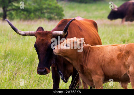 Texas Longhorn Kuh und Kalb in der Wichita Mountains Wildlife Refuge, Oklahoma Stockfoto