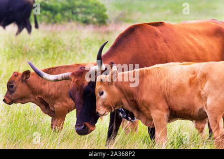 Texas Longhorn Kuh und Kalb in der Wichita Mountains Wildlife Refuge, Oklahoma Stockfoto