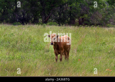 Texas Longhorn Kalb auf der Wiese im Wichita Mountain Wildlife Refuge Stockfoto