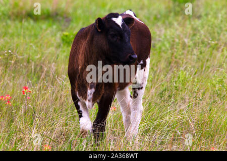 Texas Longhorn Kalb auf der Wiese im Wichita Mountain Wildlife Refuge Stockfoto