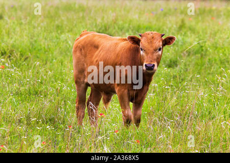 Texas Longhorn Kalb auf der Wiese im Wichita Mountain Wildlife Refuge Stockfoto