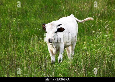 Texas Longhorn Kalb auf der Wiese im Wichita Mountain Wildlife Refuge Stockfoto