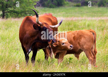 Texas Longhorn Kuh und Kalb in der Wichita Mountains Wildlife Refuge, Oklahoma Stockfoto