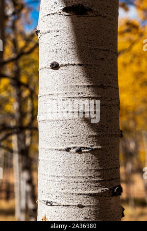 Close-up von texturierten weißen Aspen Baum Rinde; Aspen Ridge; Colorado; USA Stockfoto