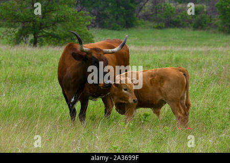 Texas Longhorn Kuh und Kalb in der Wichita Mountains Wildlife Refuge, Oklahoma Stockfoto