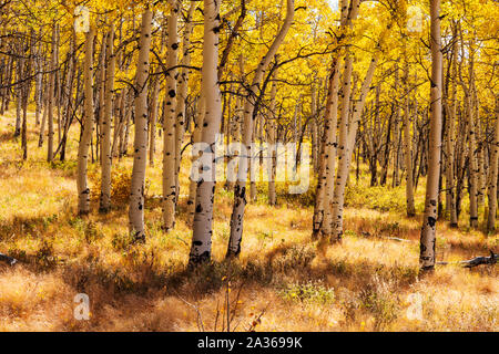 Herbst Laub mit Herbstfarben, Aspen Bäume, Aspen Ridge, Colorado, USA Stockfoto