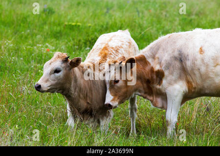 Texas Longhorn Kuh und Kalb in der Wichita Mountains Wildlife Refuge, Oklahoma Stockfoto