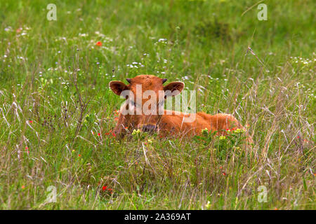 Texas Longhorn Kalb versteckt im Gras Stockfoto